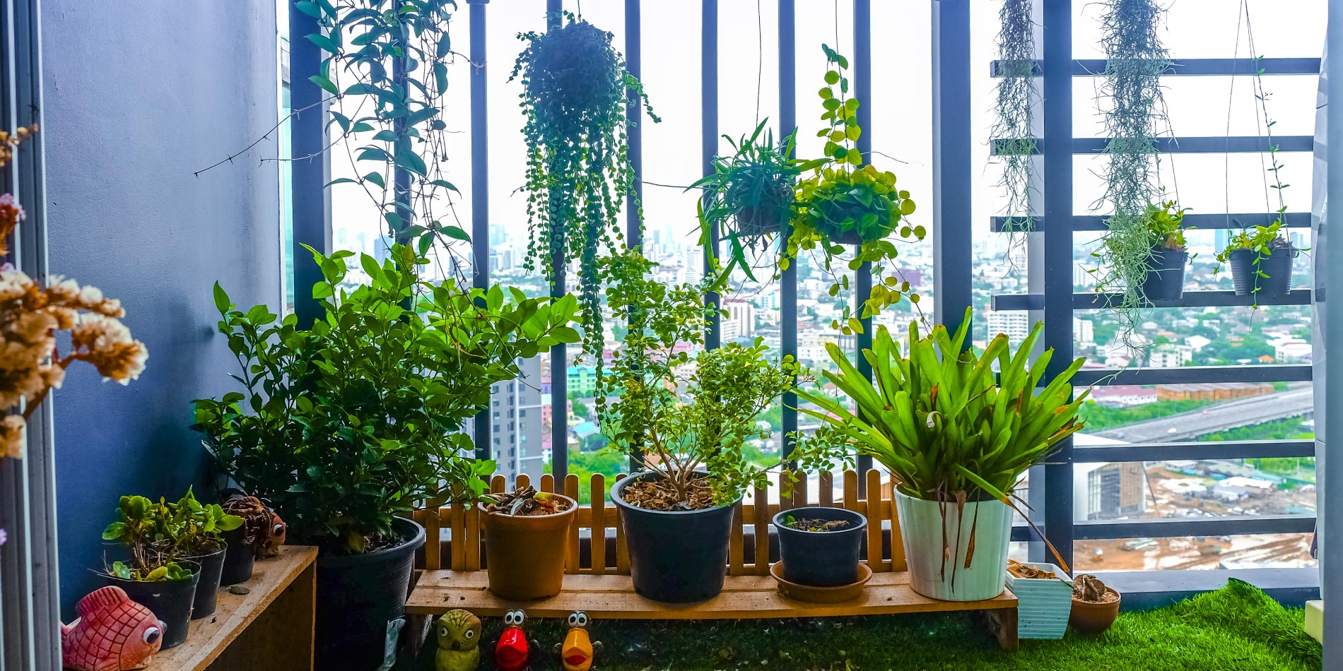 Żywe osłony balkonowe z roślin - pergole